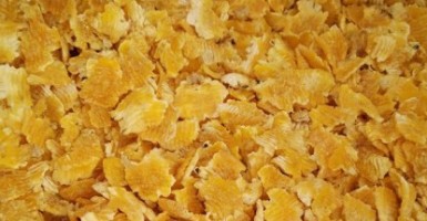 蒸汽玉米压片瘤胃淀粉消化率
